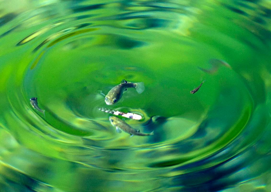 The endangered species of fish are seen at Fairbanks Spring at Ash Meadows National Wildlife Re ...