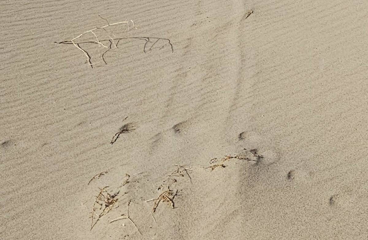 A damaged Eureka dunegrass plant in Death Valley National Park. (National Park Service)