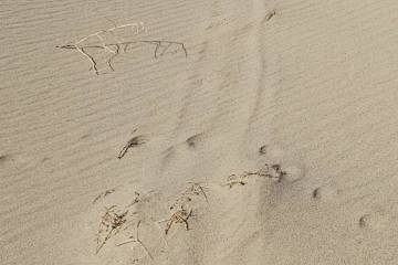 A damaged Eureka dunegrass plant in Death Valley National Park. (National Park Service)