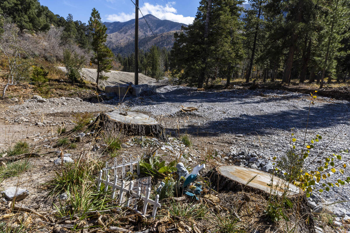 Tree stumps from removed downed trees in the wash along Kyle Canyon Road. Las Vegas Review-Journal