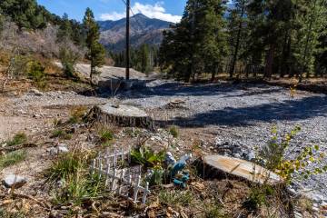 Tree stumps from removed downed trees in the wash along Kyle Canyon Road. Las Vegas Review-Journal