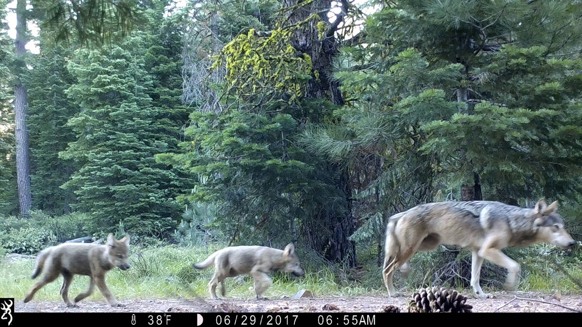 Gray wolf (U.S. Forest Service via AP, File)