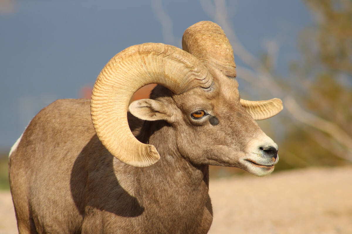 Bighorn sheep (Boulder City Review/File)