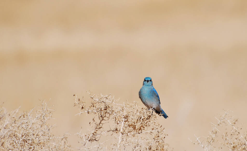 Mountain bluebird (Nevada Department of Wildlife)