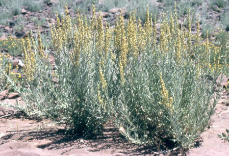 Sagebrush (State of Nevada)