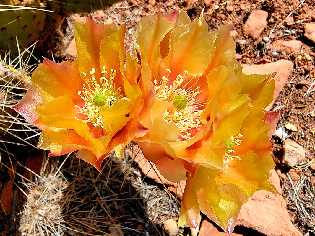 Pancake prickly pear (Natalie Burt)