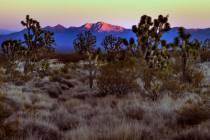 Spirit Mountain reflects the last glow of sunlight within Avi Kwa Ame on March 1, 2022, near Se ...