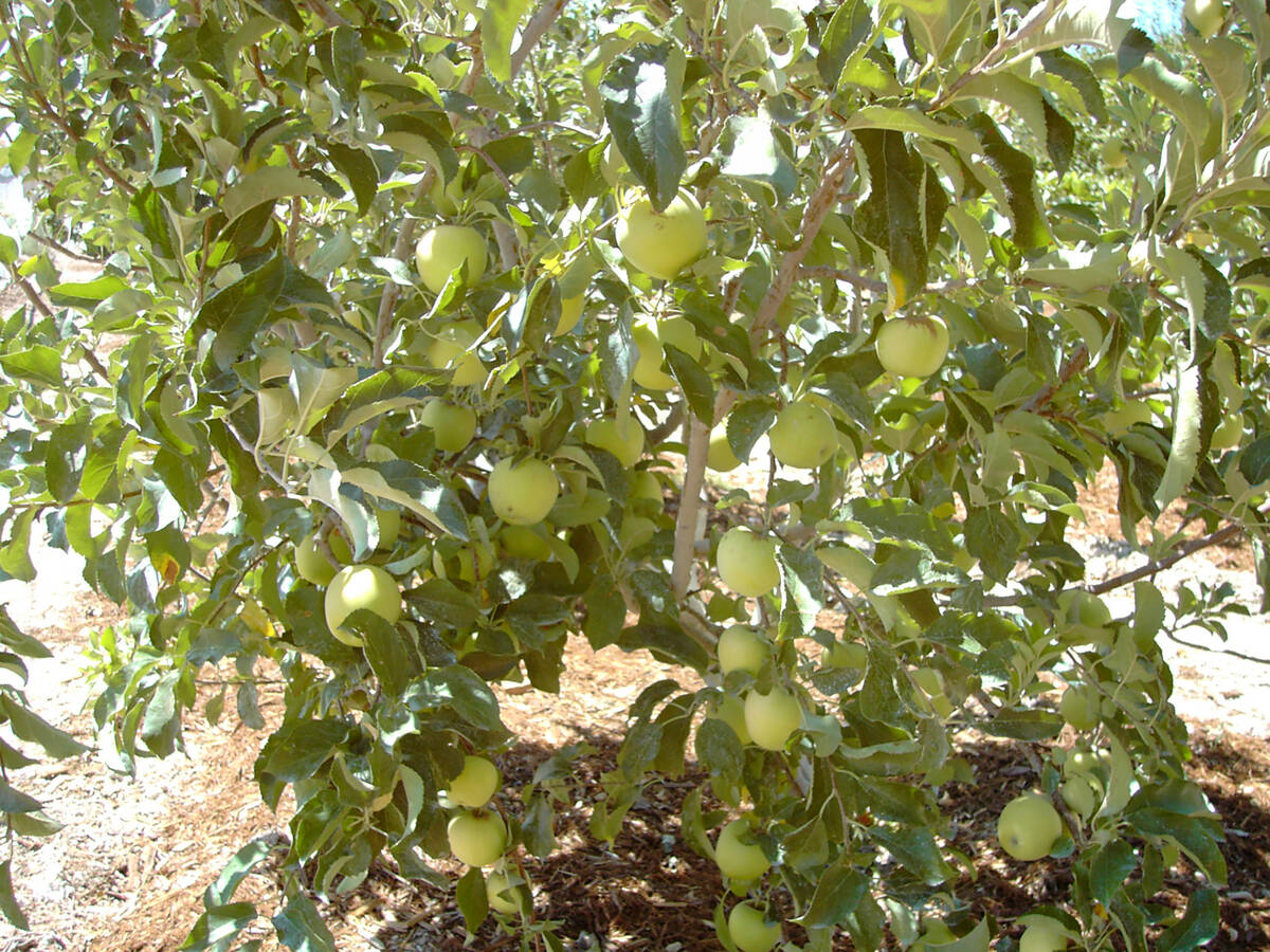 A semi-dwarf (M111) apple tree with a full load of fruit growing in Las Vegas. (Bob Morris)