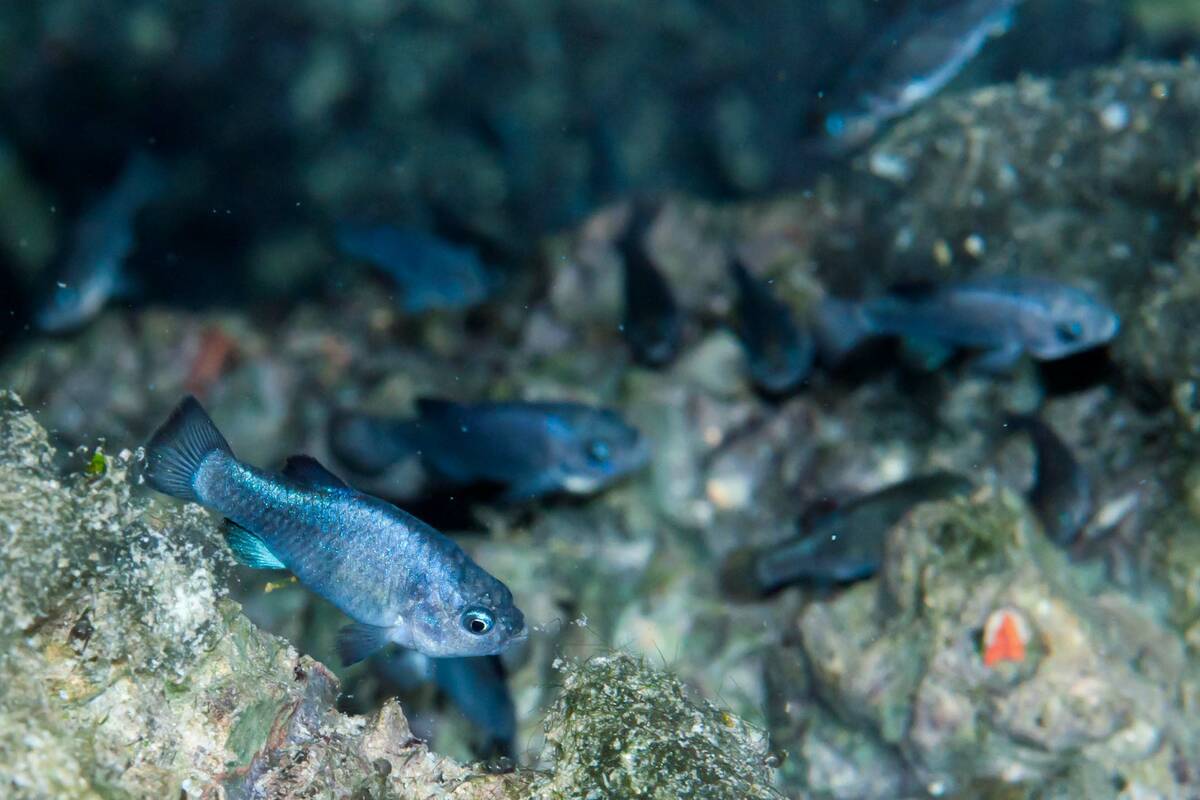 Endangered Devils Hole pupfish swim in their water-filled cavern 90 miles west of Las Vegas. (NPS)