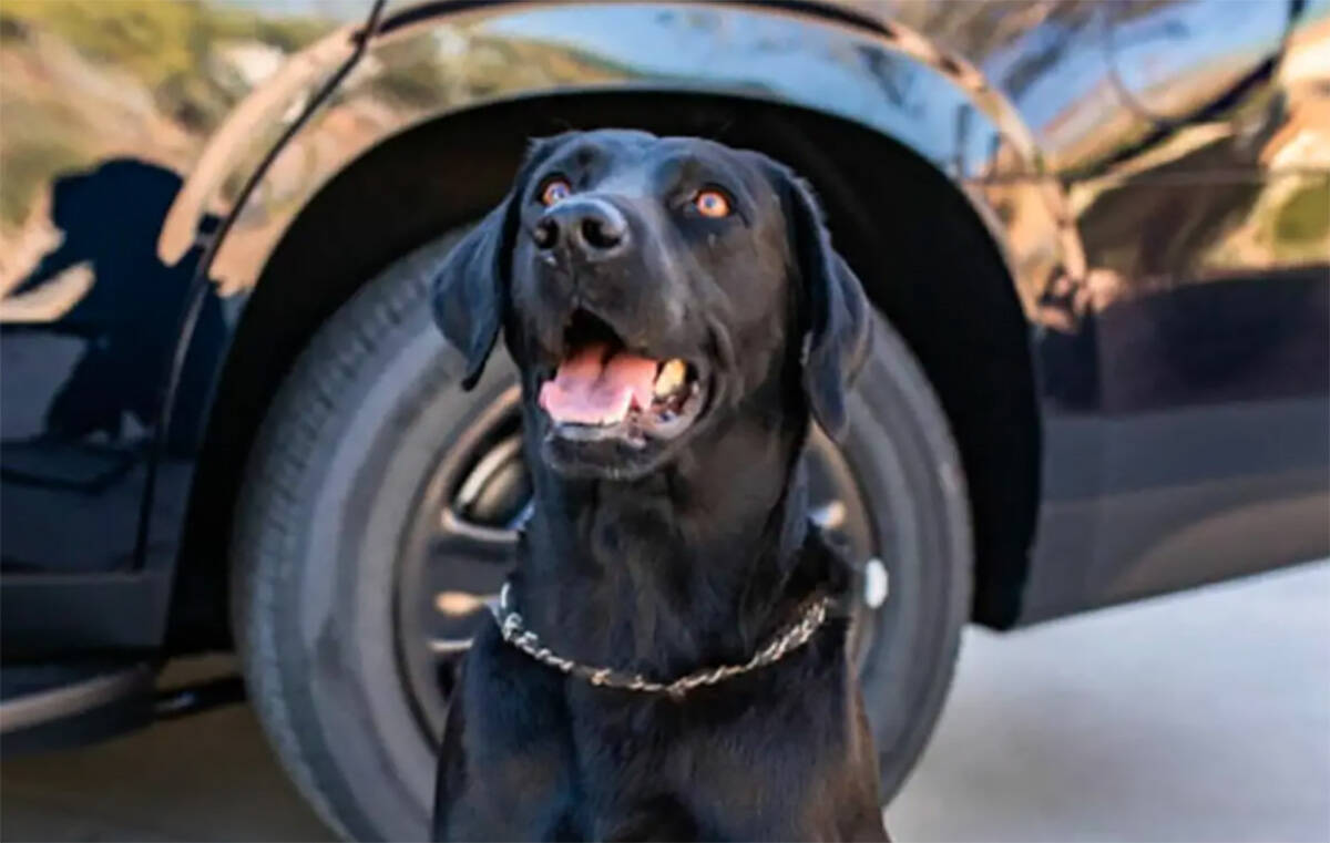 Marley, a K9 for the Clark County School District Police Department, died Thursday, Nov. 14, 20 ...