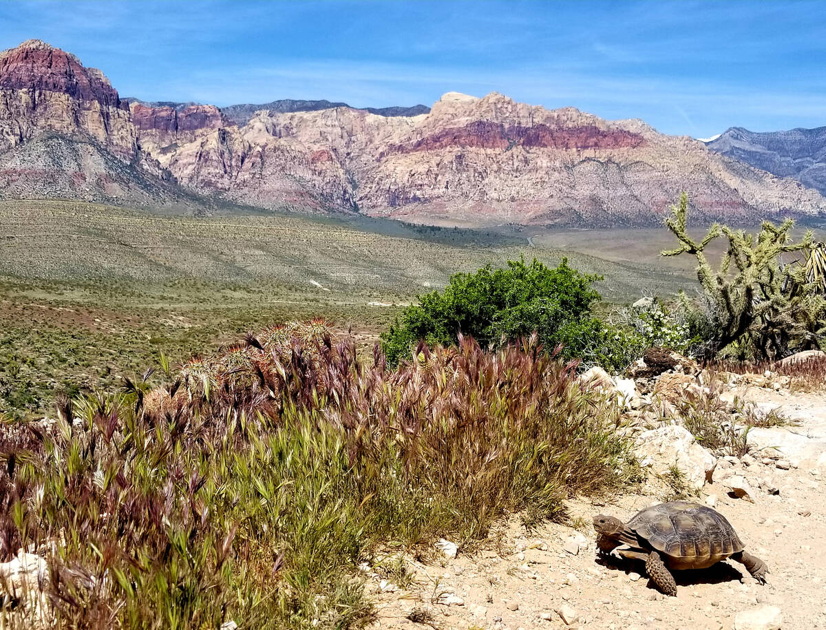 A desert tortoise ambles along a hiking trail in the Fossil Ridge area of Red Rock Canyon Natio ...