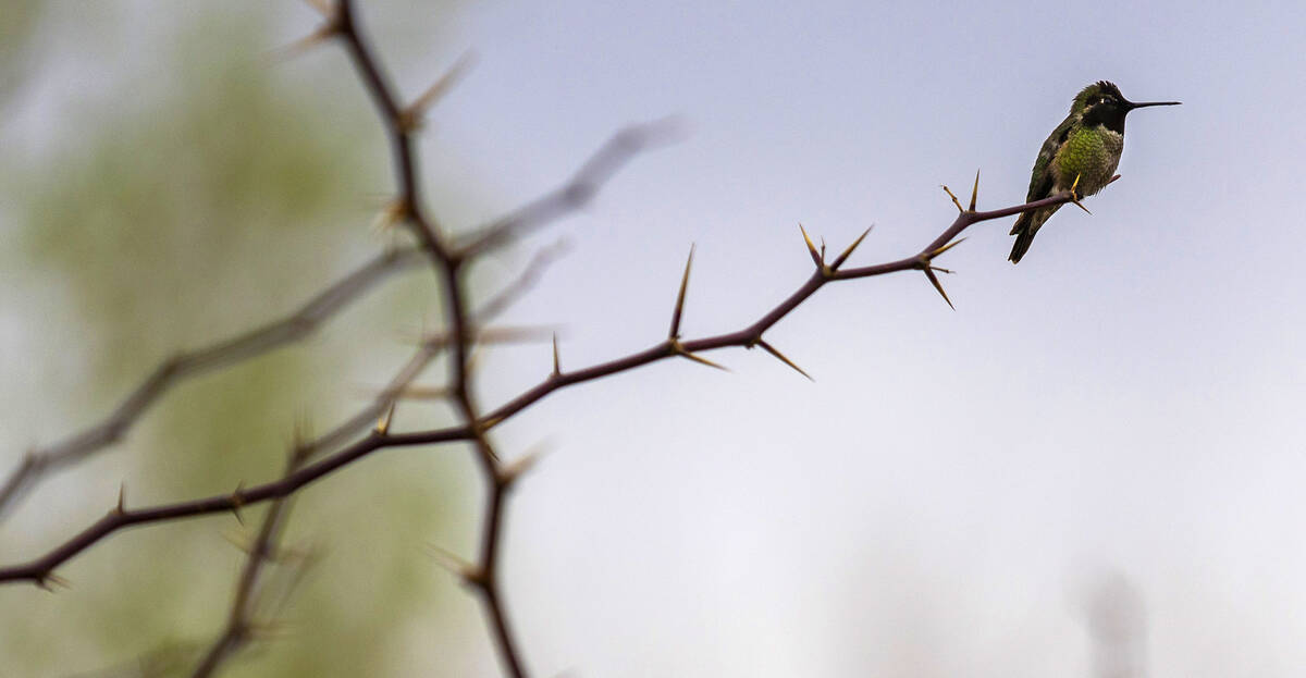 An Anna's hummingbird perches on a branch at Clark County Wetlands Park. Observing birds is kno ...