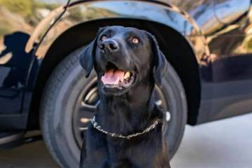 Marley, a K9 for the Clark County School District Police Department, died Thursday, Nov. 14, 20 ...