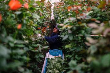 A worker at a farm that exports to the United States in Chia on the outskirts of Bogota, Colomb ...