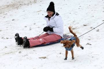 Alyce Pilgrim of Las Vegas races her dog Indiana “Indy” Bones while sledding in a light sno ...