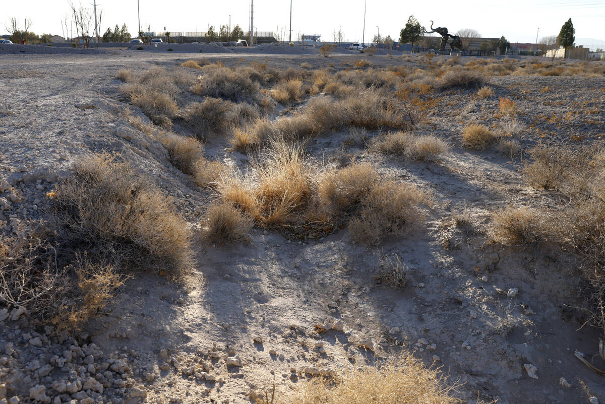 Tumbleweeds are seen around a swale at Tulip Spring State Park, on Wednesday, Jan. 29, 2025, in ...