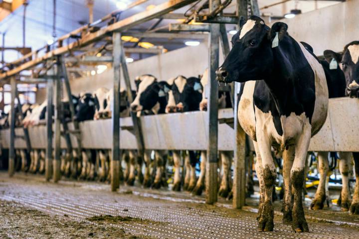 Dairy cows are seen at Ponderosa Dairies, a dairy farm in Amargosa Valley, in May 2023. (L.E. B ...