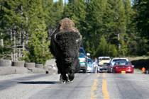 Bison crossing a fishing bridge in Yellowstone National Park. (Dreamstime/TNS)