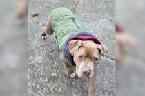 This image provided by Amanda Hergenreder shows a dog she named Biggby walking in Millington, M ...